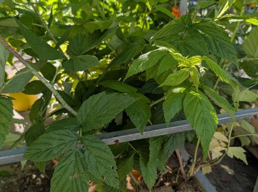 FRAMBOISIER  ALL GOLD    x3=9€50       x1=12€50