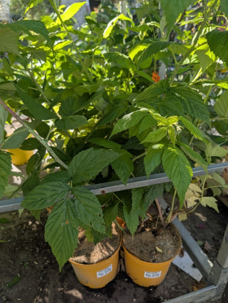 FRAMBOISIER  ALL GOLD    x3=9€50       x1=12€50