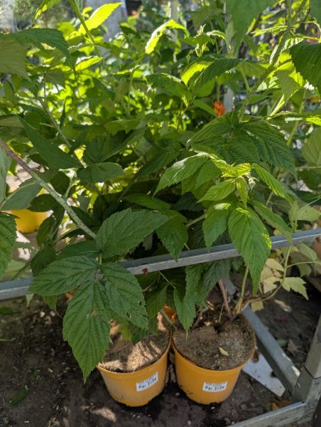 FRAMBOISIER  ALL GOLD    x3=9€50       x1=12€50