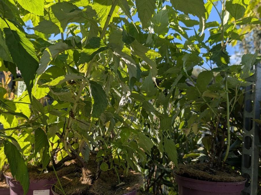 FRAMBOISIER  EVEREST x3=9€50       x1=12€50