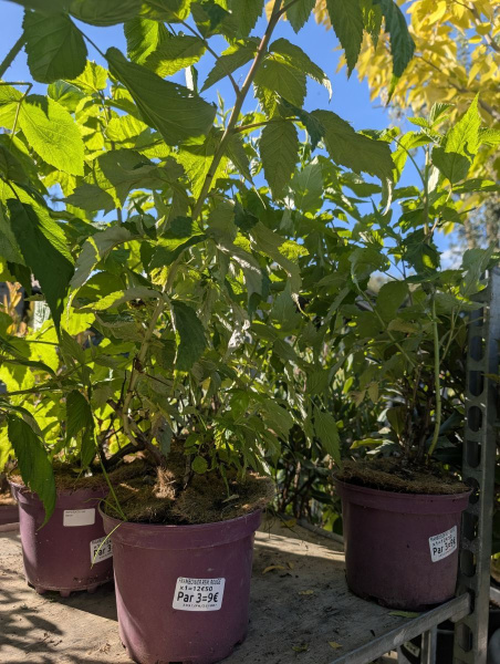 FRAMBOISIER  EVEREST x3=9€50       x1=12€50