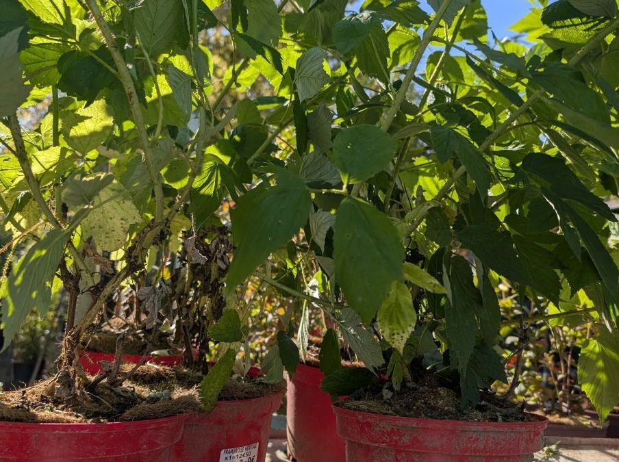 FRAMBOISIER  AUTUMN BLISSx3=9€50       x1=12€50