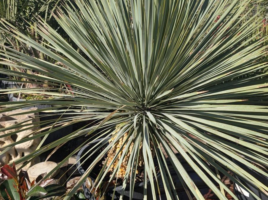 YUCCA ROSTRATA XXL