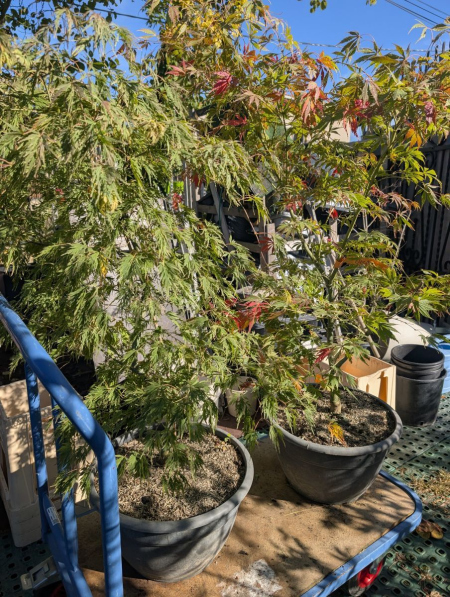 ERABLE DU JAPON Nouvel arrivage en coupe 169€ MAGNIFIQUES