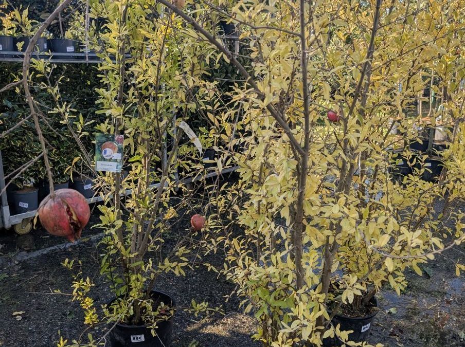 GRENADIER  A FRUIT 170/190cm 89€