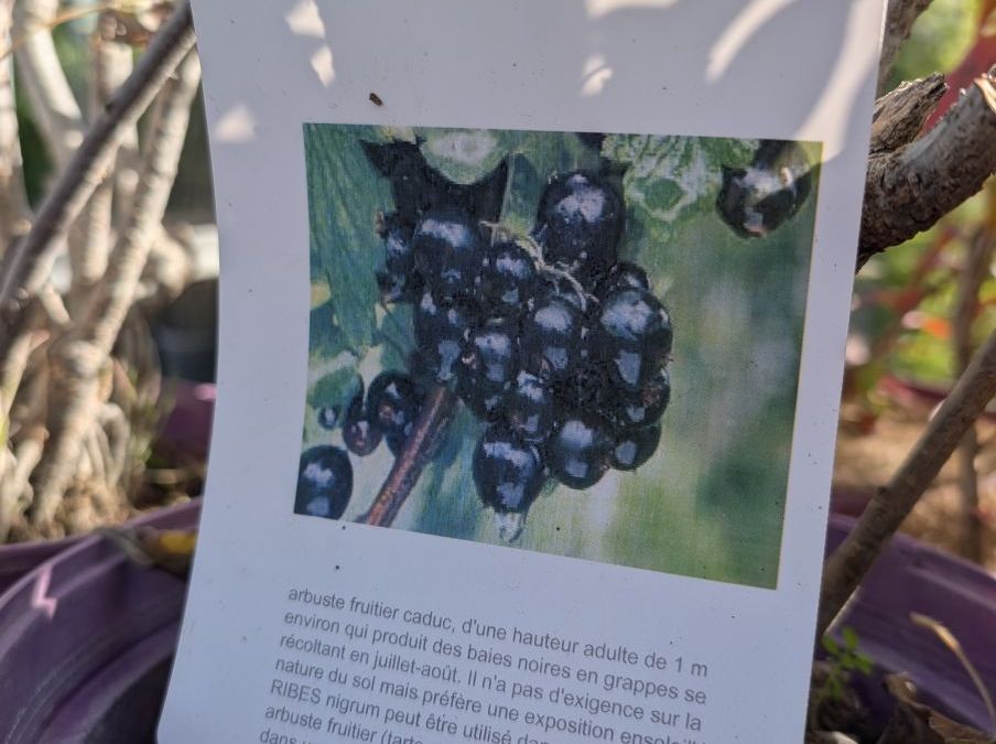 CASSIS - Ribes Nigrum