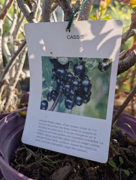 CASSIS - Ribes Nigrum