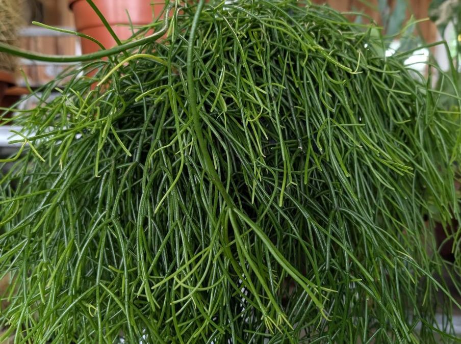 RHIPSALIS-SUSPENSION  12€50