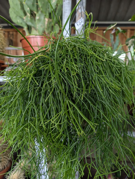 RHIPSALIS-SUSPENSION  12€50