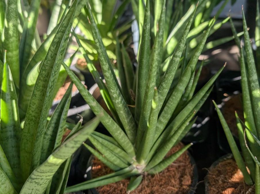 SANSEVERIA FRANCISI 8€
