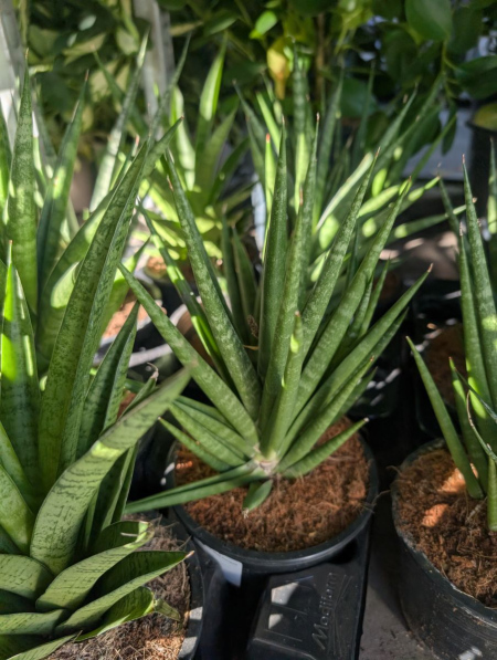 SANSEVERIA FRANCISI 8€