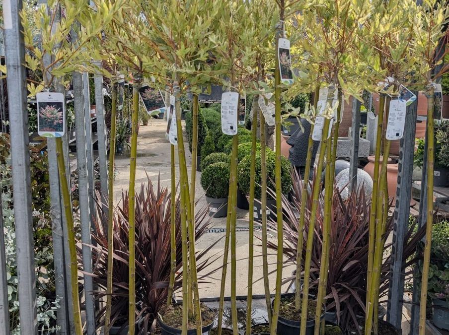 SAULE-CREVETTE  SUR TIGE -SALIX-IN-HAKURO-NISHI  140/150cm     29€90