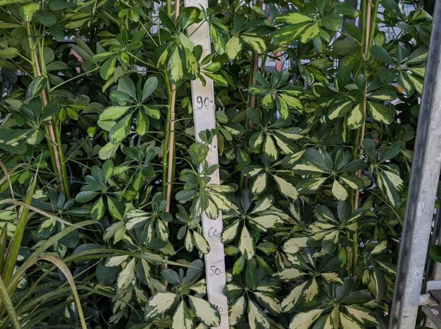 SCHEFFLERA-PANACHE-   par 2 = 19€ sinon 1x=27€ l'unité