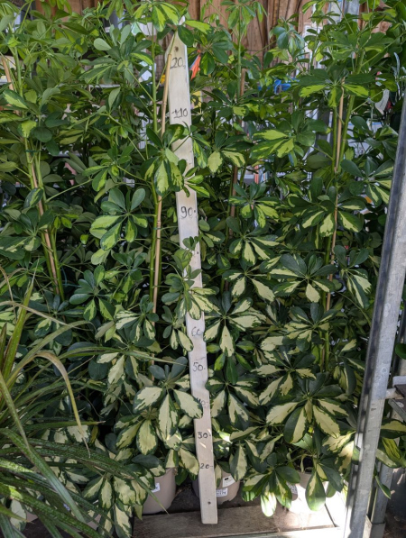 SCHEFFLERA-PANACHE-   par 2 = 19€ sinon 1x=27€ l'unité