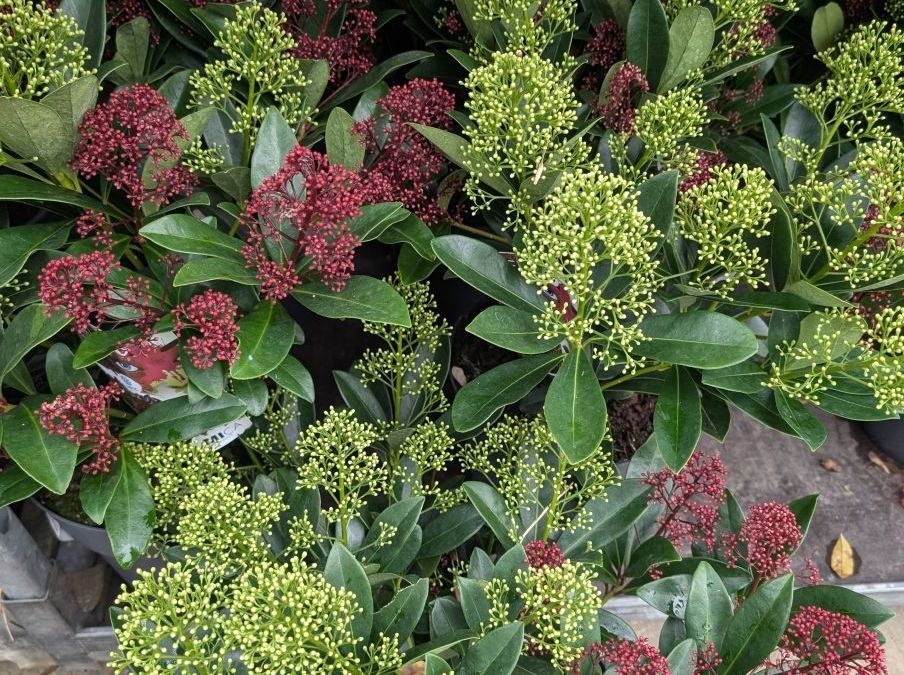 SKIMMIA  29€90