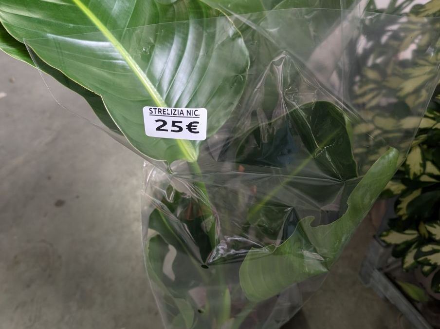 STRELIZIA-NICOLAI  25€