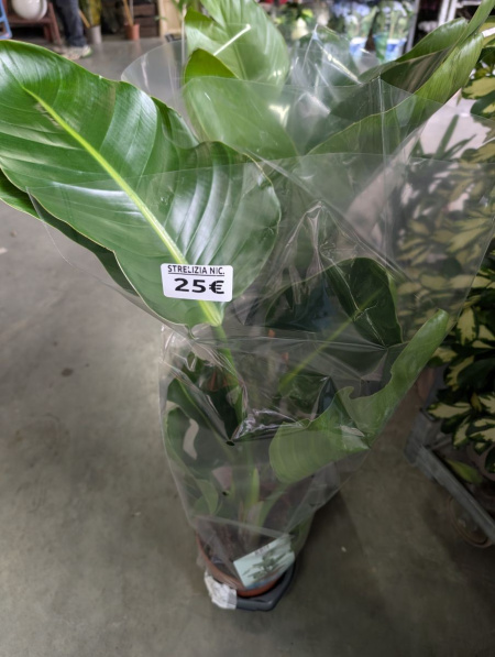 STRELIZIA-NICOLAI  25€