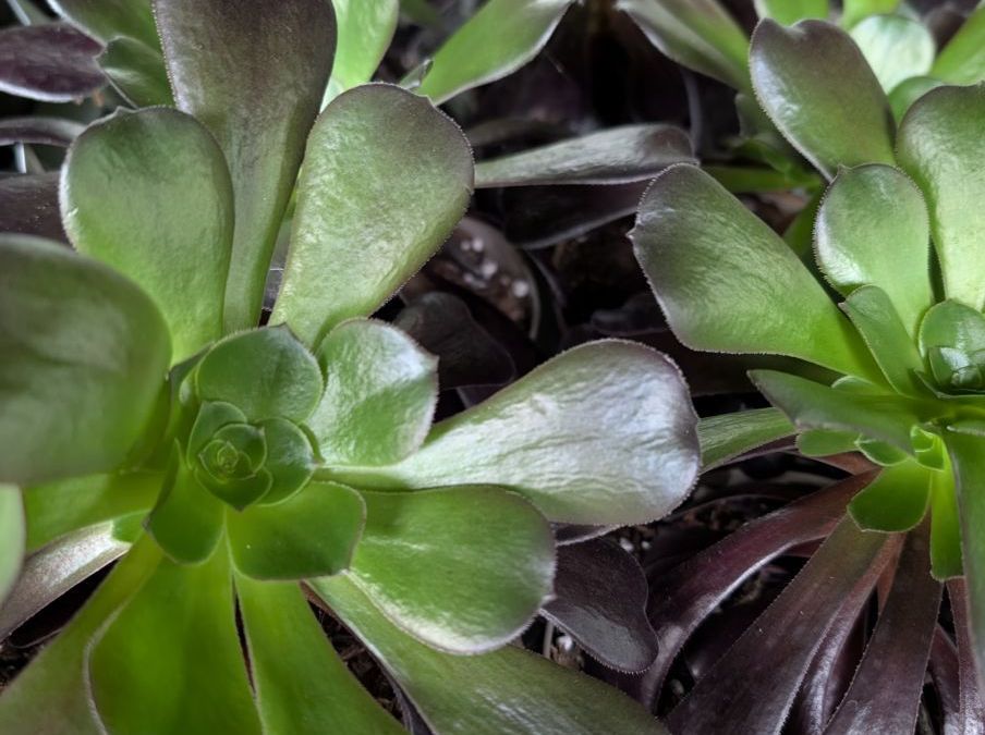 aeonium   x3=3€50 et x1=5€