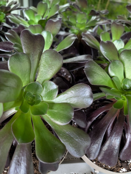 aeonium   x3=3€50 et x1=5€