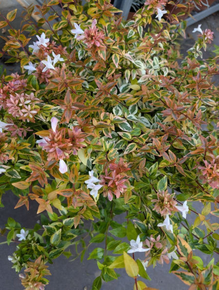 ABELIA-KALEIDOSCOPE    à partir  de 9€ / 12€50/ 19€