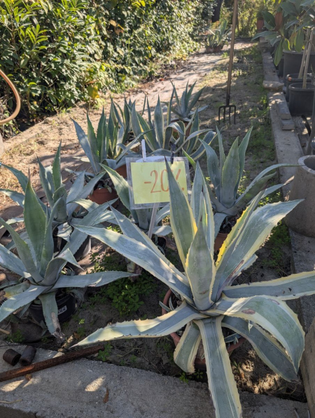 AGAVE