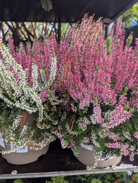 CALLUNA  XL 16€50