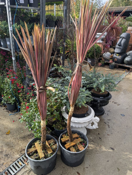 CORDYLINE-RED-STAR-EXTRA