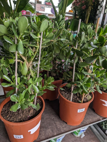 CRASSULA-XL    49€