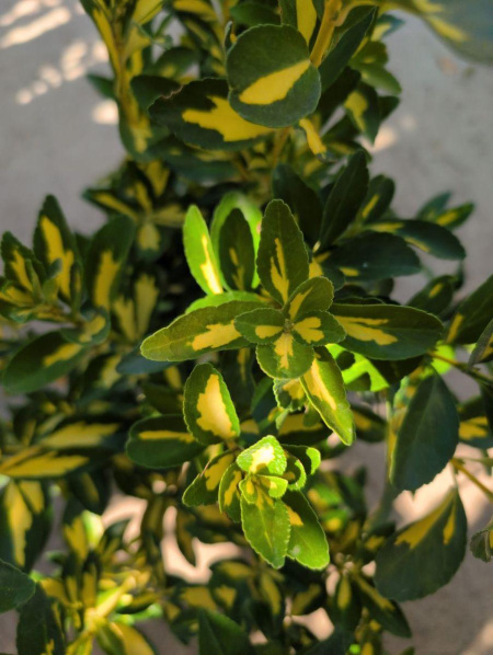 FUSAIN-JAPONICA- AUREO MARGINATUS