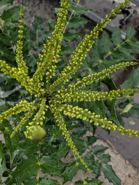MAHONIA  14€50
