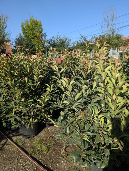 PHOTINIA RED ROBIN TAILLE XL      20L = 39€