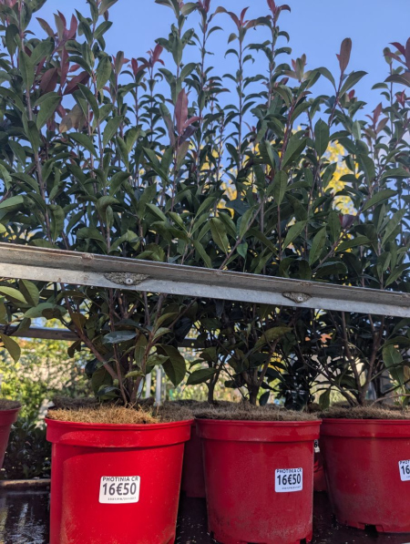 PHOTINIA CARRE ROUGE