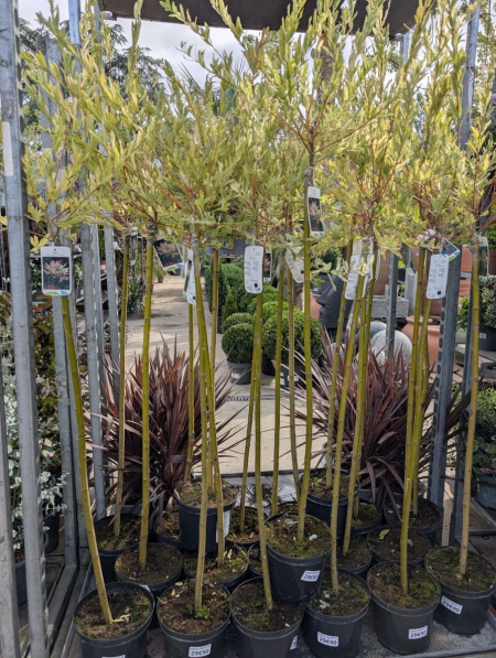 SAULE-CREVETTE  SUR TIGE -SALIX-IN-HAKURO-NISHI  140/150cm     29€90