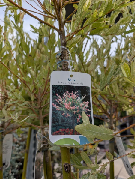 SAULE-CREVETTES  SUR TIGE     29€90