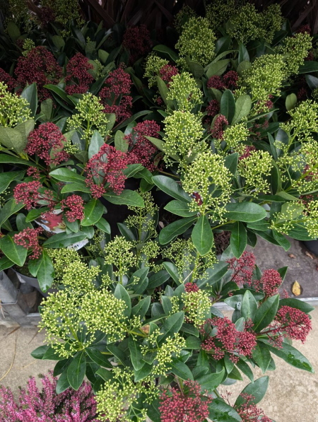 SKIMMIA  29€90