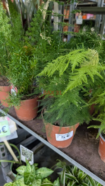 ASPARAGUS