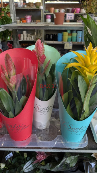 BROMELIA