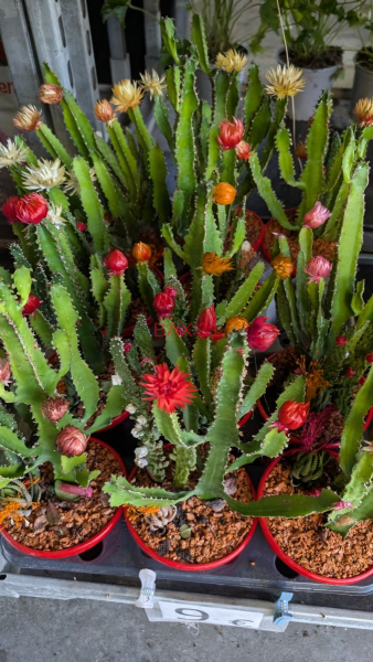 CACTUS