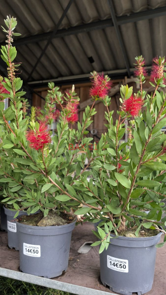 CALLISTEMON