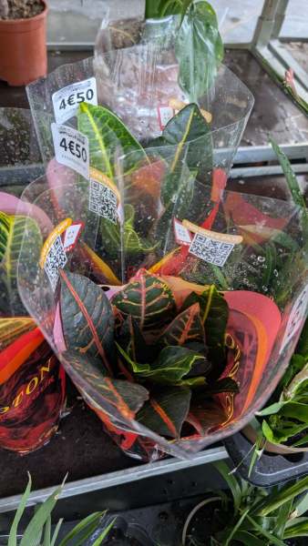 CROTON