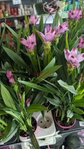 CURCUMA-2