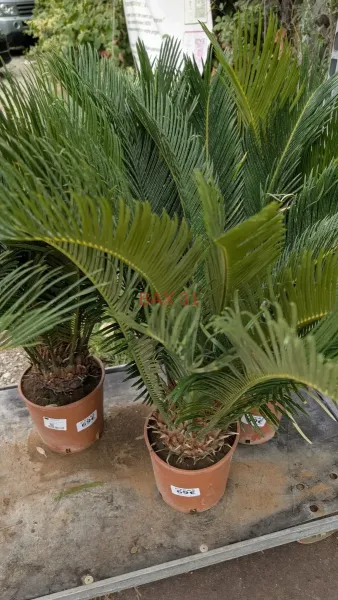 CYCAS-REVOLUTA
