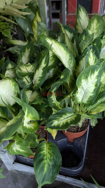 DIFFENBACHIA