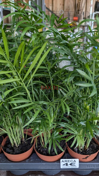 DYPSIS