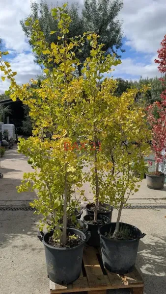 Ginko-Biloba