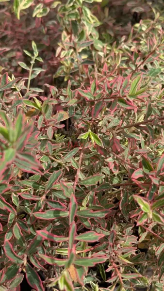 HYPERICUM-MOSERANIUM-TRICOLOR