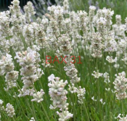 LAVANDULA-ANGUSTIFOLIA-EDELWEISS