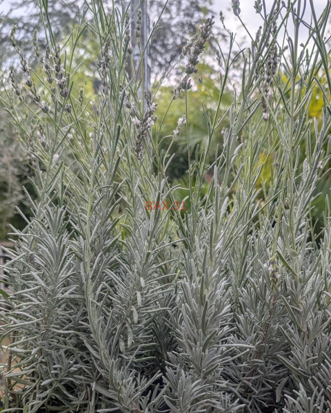 LAVANDULA-ANGUSTIFOLIA-EDELWESISS-scaled