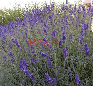 LAVANDULA-DENTATA-GROSSO