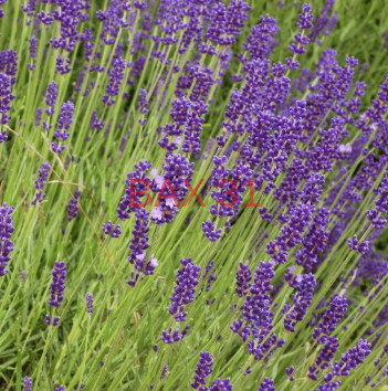LAVANDULA-INTERMEDIA-GROSSO-SEGURET